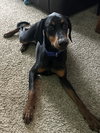 Dante - Photo 1