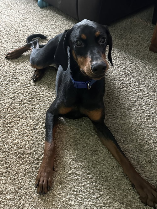 picture of the dog needing adoption