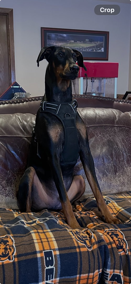 KAISER - Doberman Pinscher available for adoption