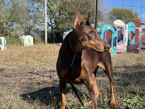 VENUS - Doberman Pinscher available for adoption