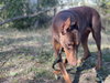 Venus - Photo 4