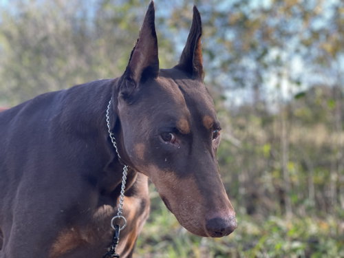 VENUS - Doberman Pinscher available for adoption
