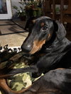 Chance - Photo 2