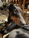 Chance - Photo 5