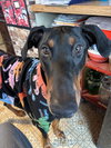 Chance - Photo 1