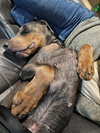 Roscoe - Photo 5