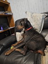 Roscoe - Photo 8