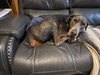 Roscoe - Photo 9