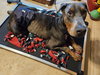 Roscoe - Photo 10