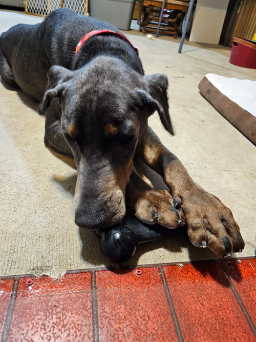 Roscoe photo 6