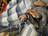 Roscoe - Photo 11