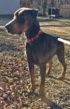 Roscoe - Photo 4