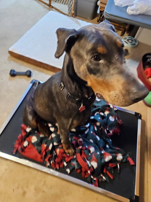 ROSCOE - Doberman Pinscher available for adoption