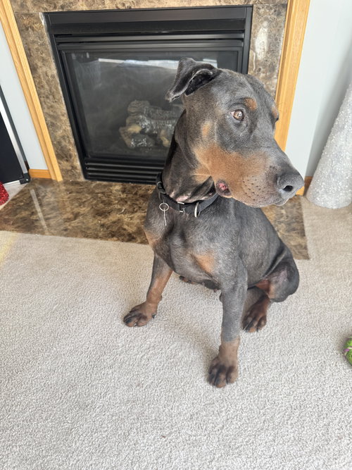 ROSCOE - Doberman Pinscher available for adoption