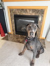 Roscoe - Photo 1