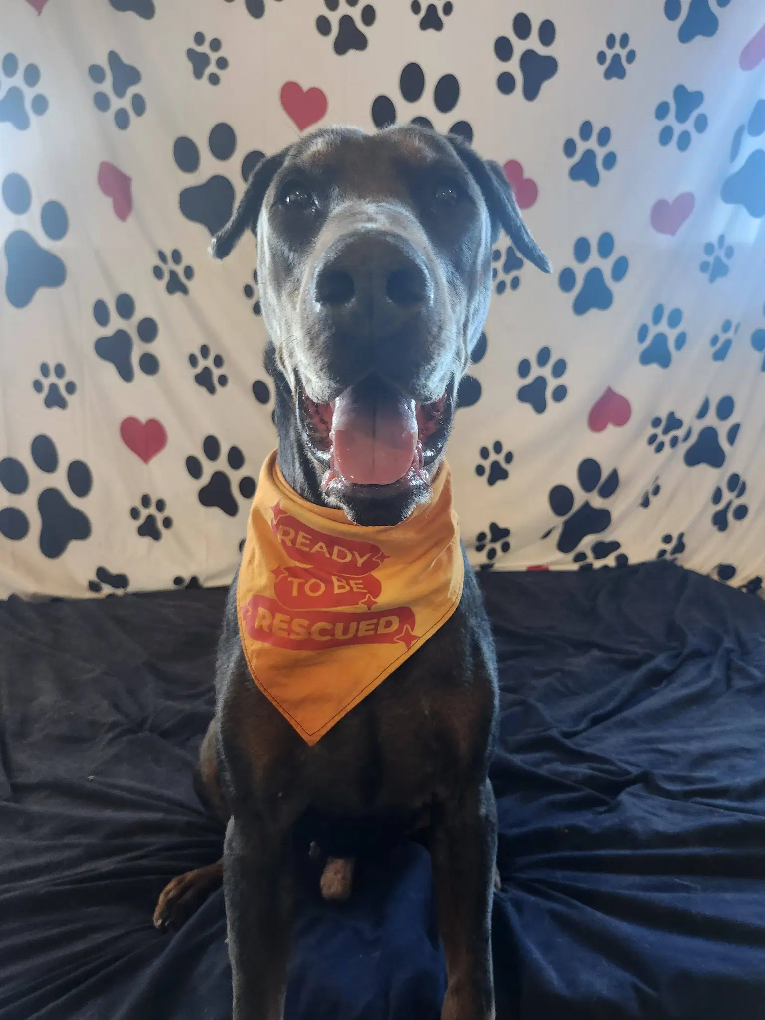 Roscoe image 2