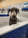 Roscoe - Photo 3