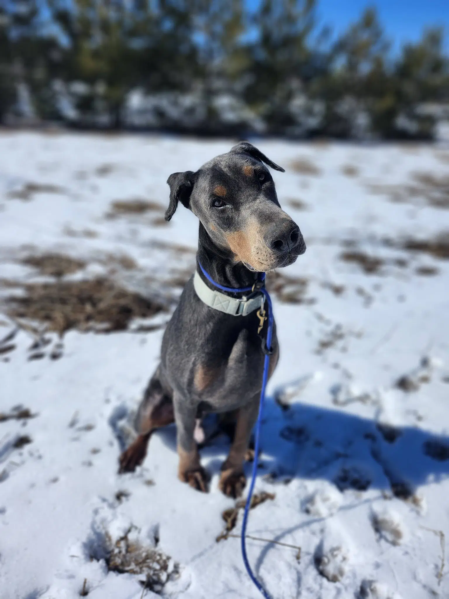 Roscoe image 3
