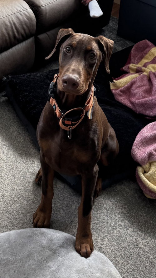 ABE - Doberman Pinscher available for adoption
