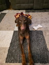 Briggs - Photo 2