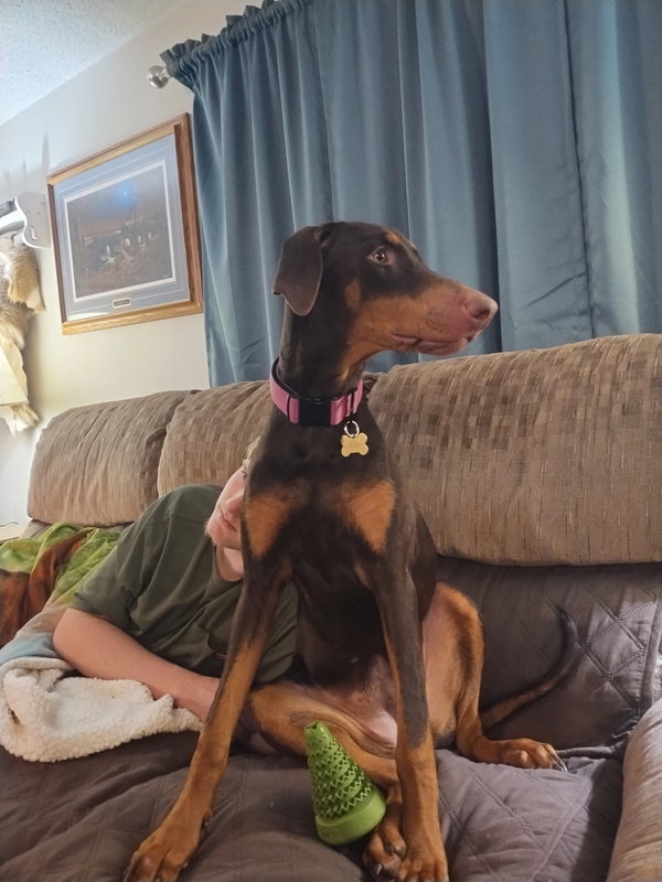 Heidi