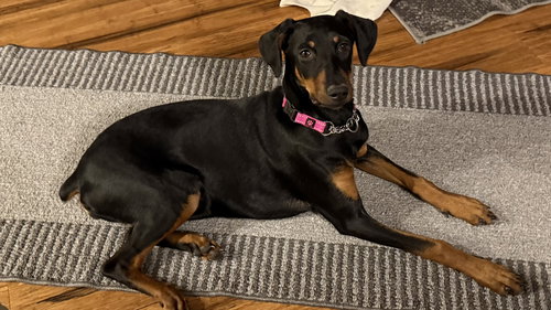 picture of the dog needing adoption