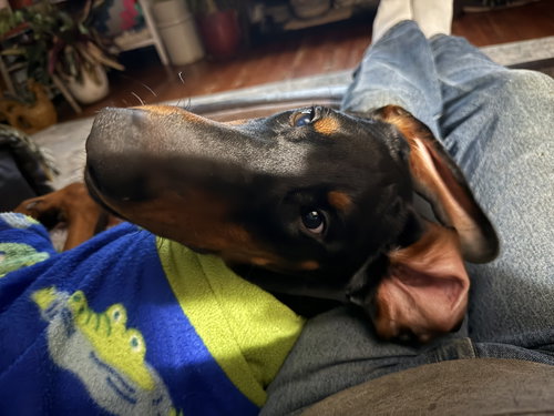 SKY - Doberman Pinscher available for adoption
