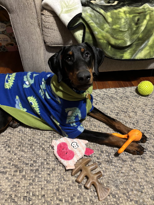 SKY - Doberman Pinscher available for adoption