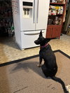 Tia, a Doberman Pinscher / German Shepherd Dog / Mixed (medium coat)