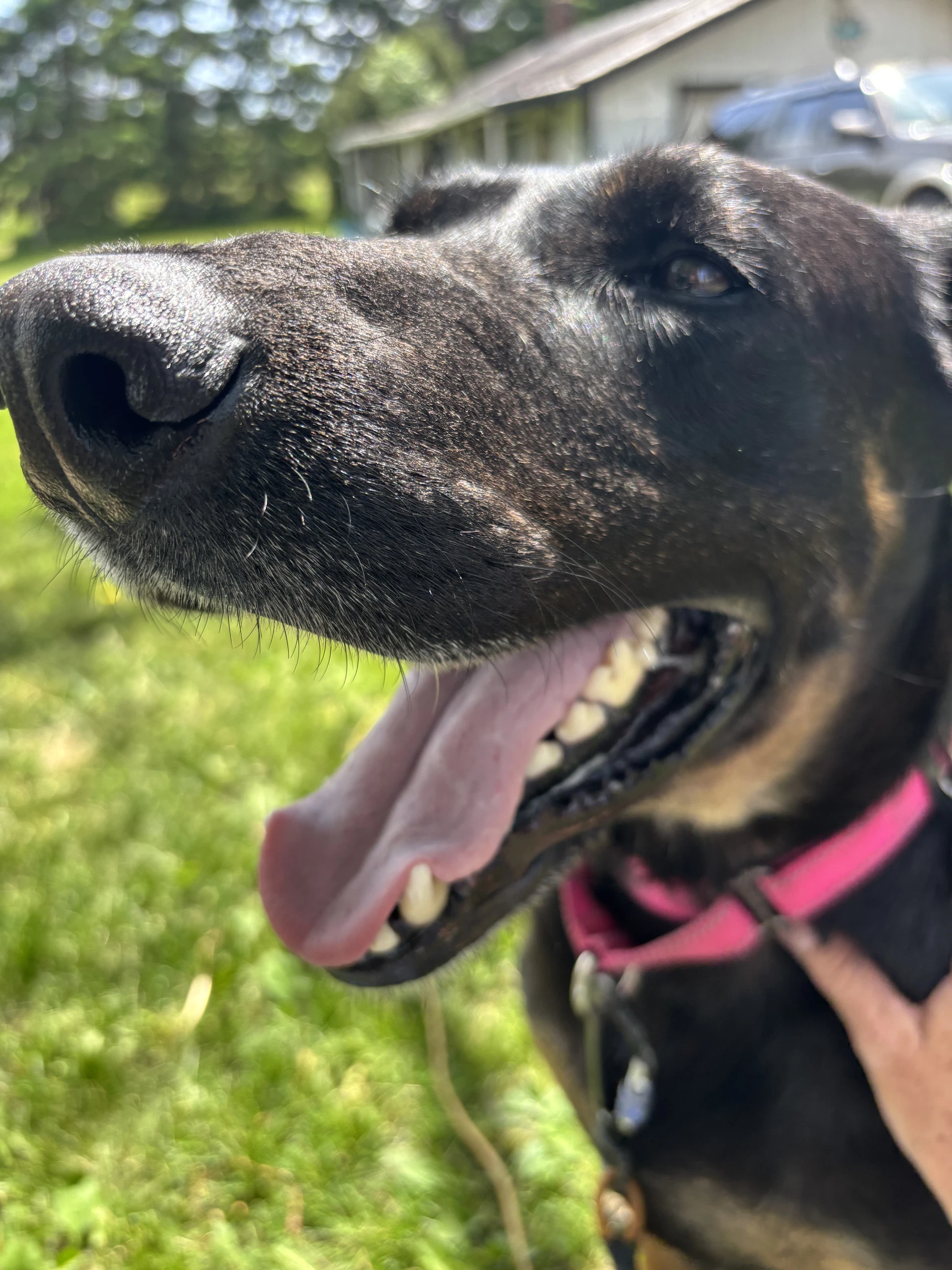 Tia