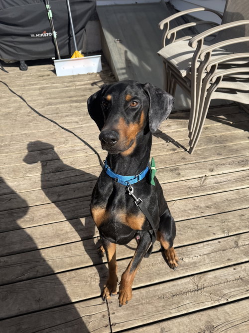 picture of the dog needing adoption