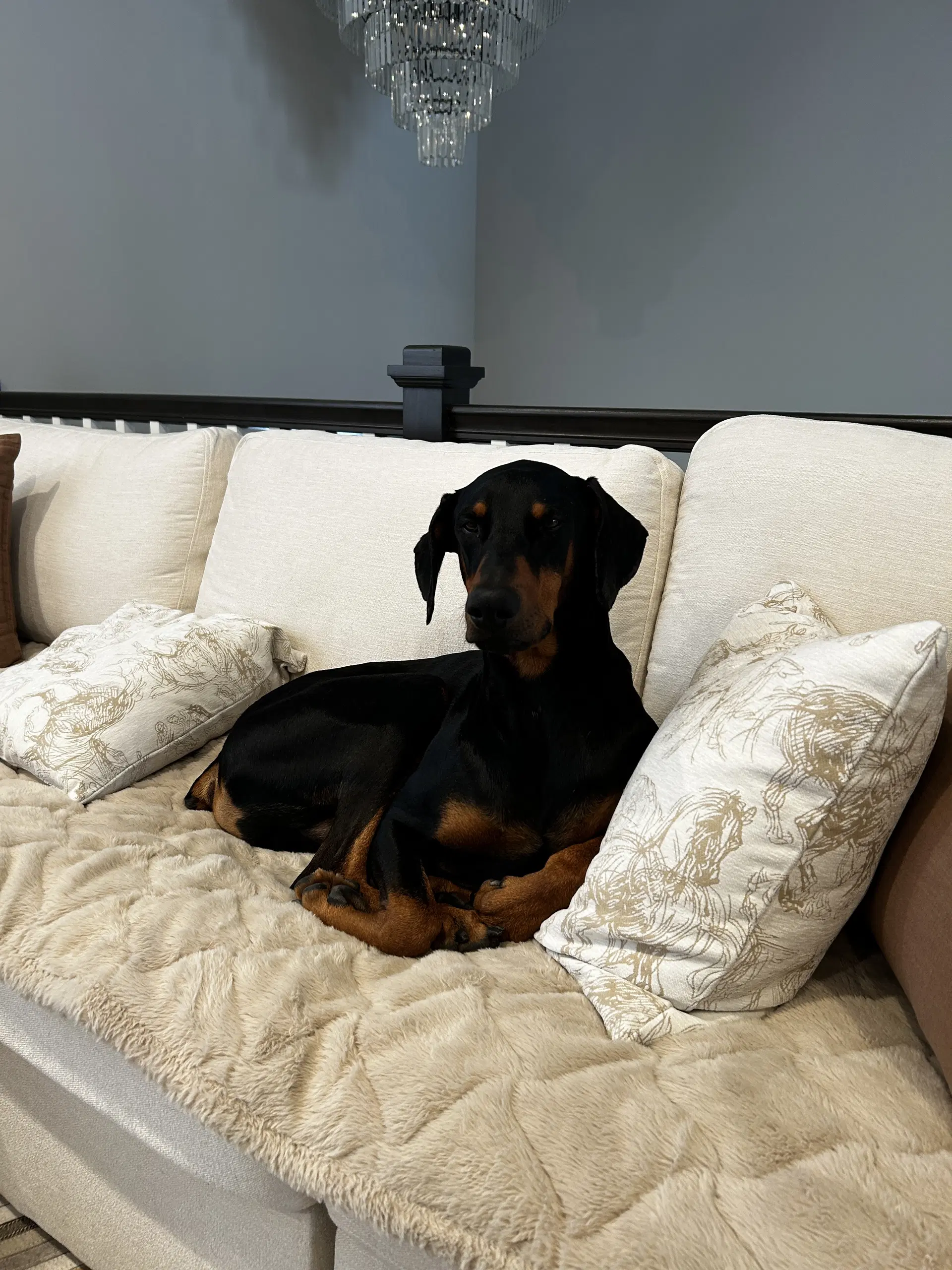 Killian - Doberman Pinscher