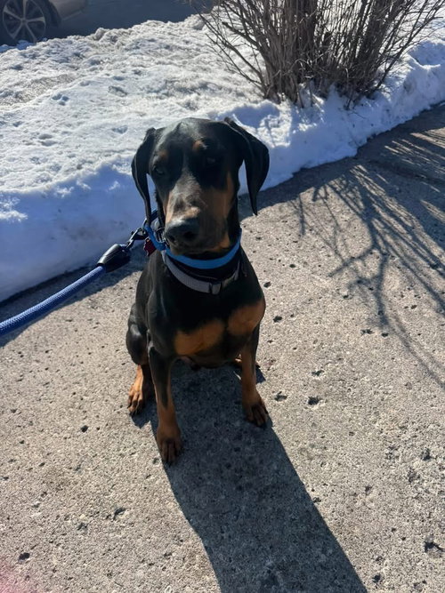 Blue, an adoptable Doberman Pinscher in Minneaoplis, MN