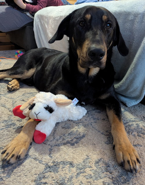 picture of the dog needing adoption