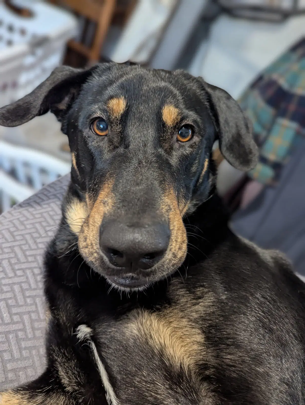 Flanagan - Doberman Pinscher