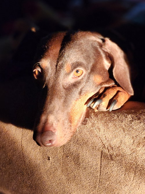 picture of the dog needing adoption