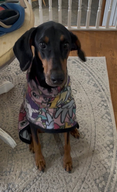 Violet, an adoptable Doberman Pinscher in Minneaoplis, MN