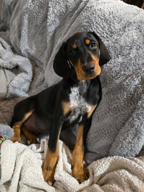 Chase, an adoptable Doberman Pinscher in Minneaoplis, MN