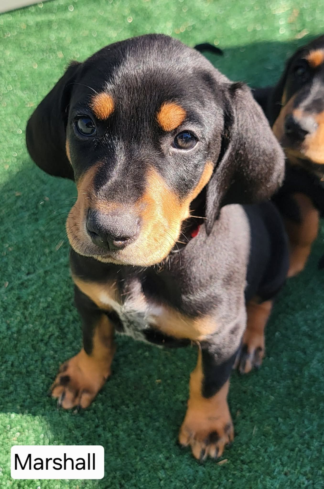 Doberman Pinscher