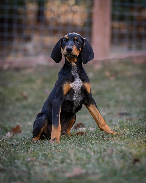 Rubble, an adoptable Doberman Pinscher in Minneaoplis, MN