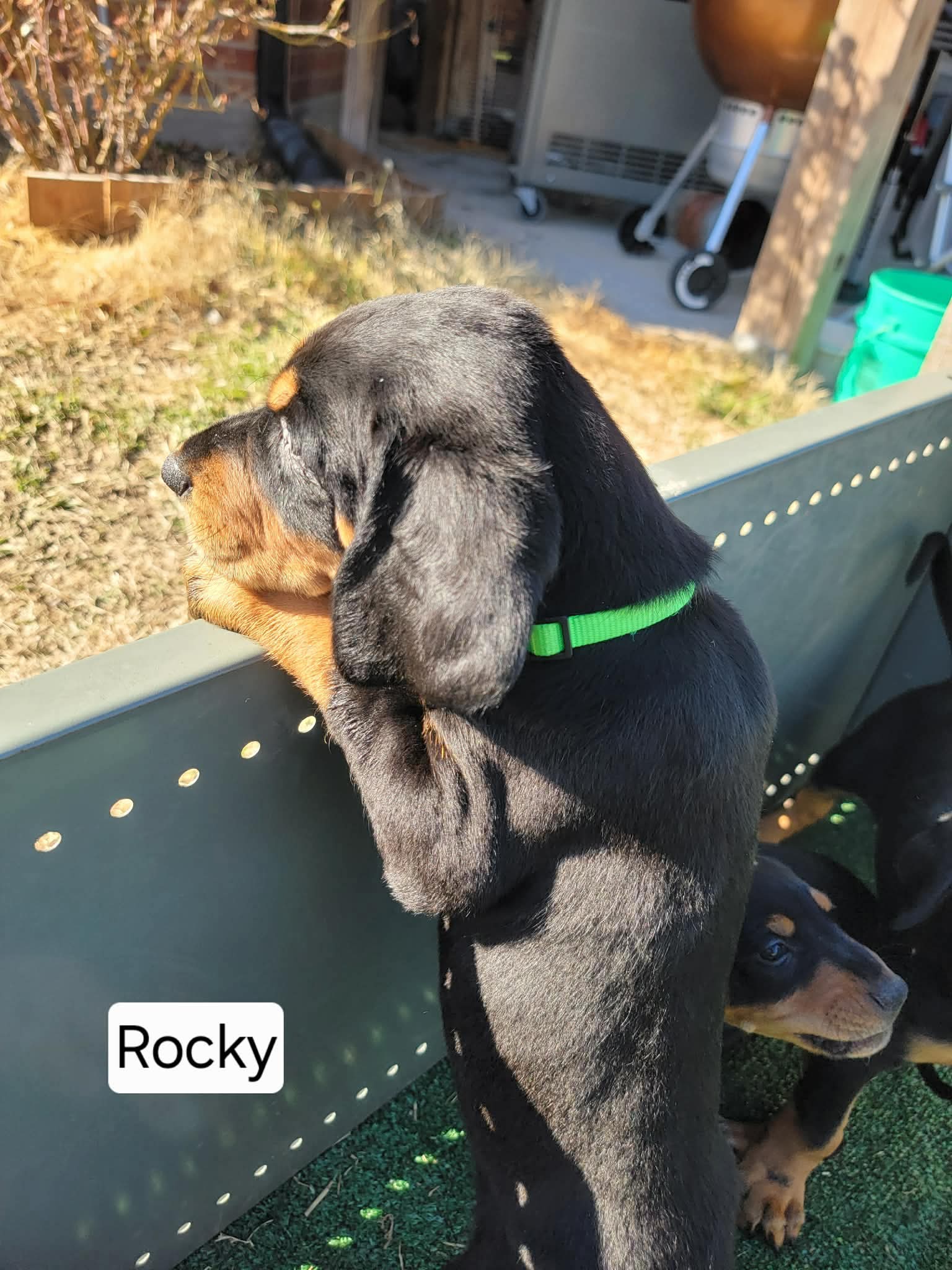 Rocky