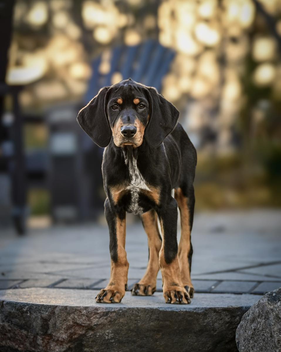 Rocky Image