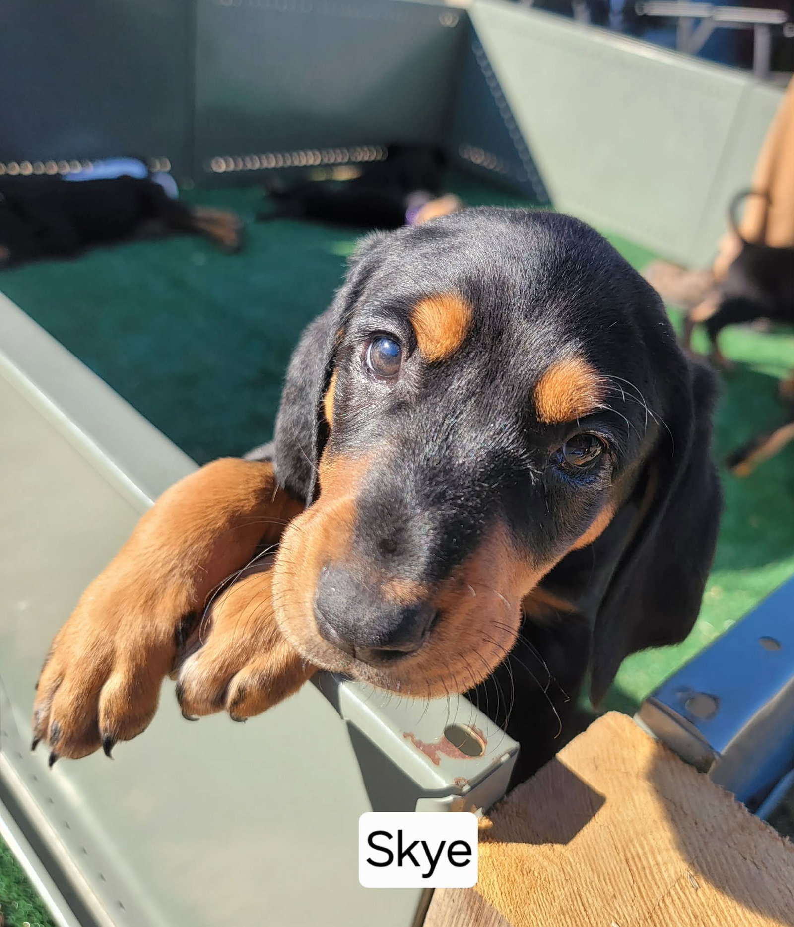 Skye