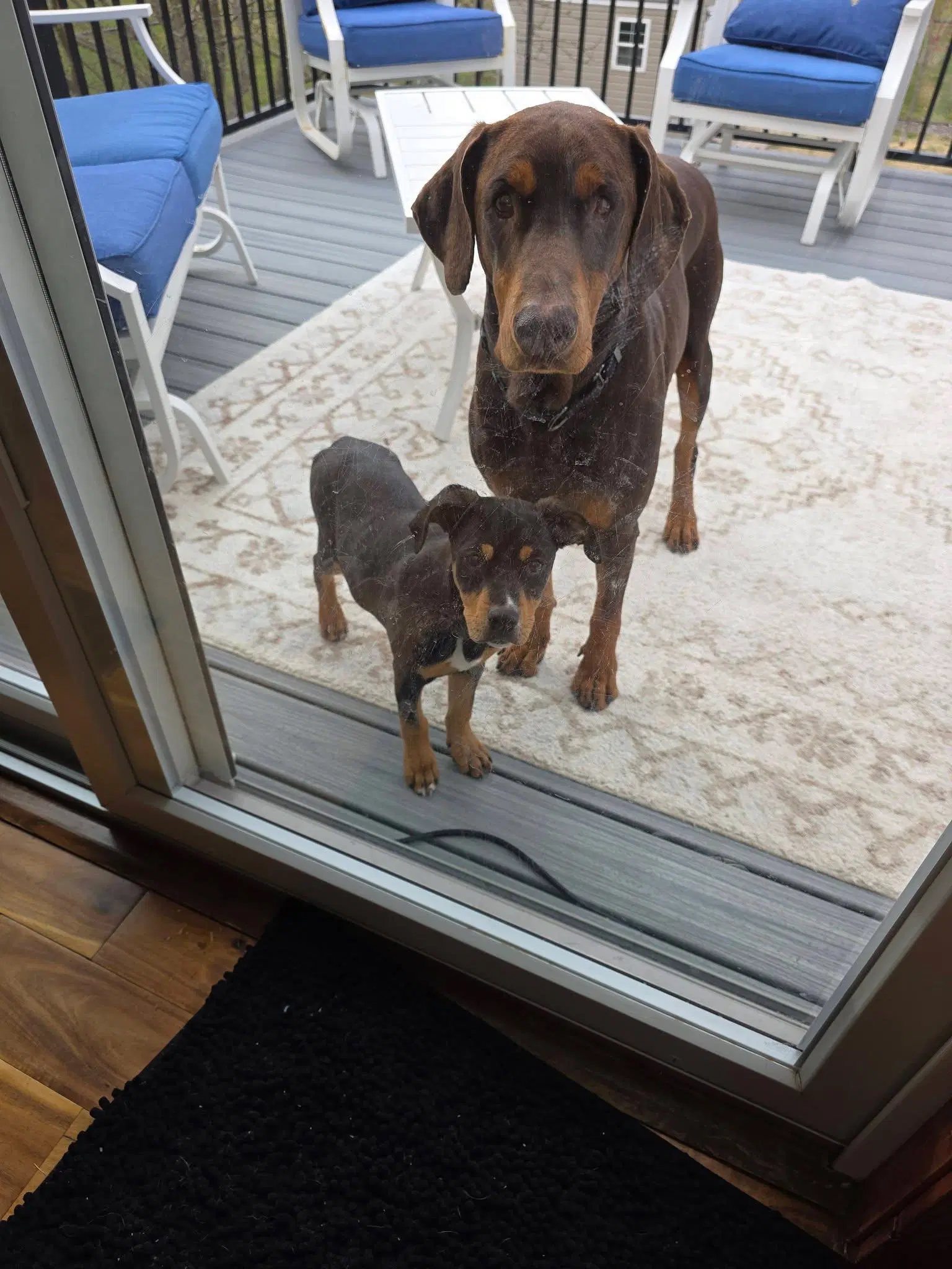 Leo - Doberman Pinscher
