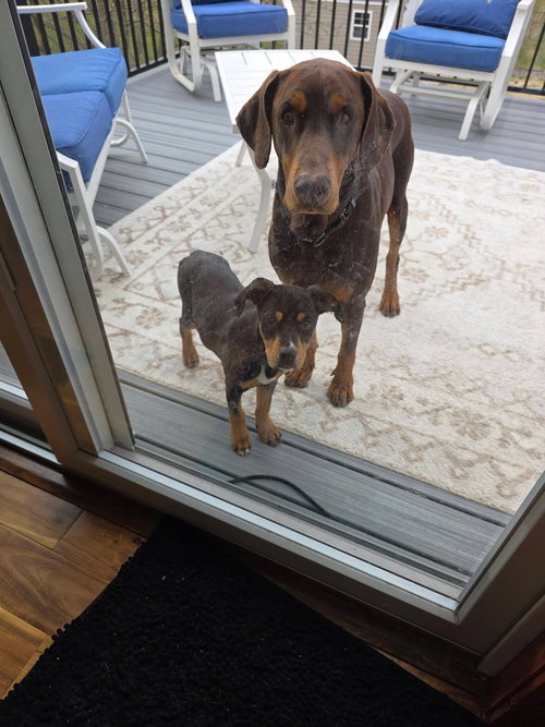 Leo, an adoptable Doberman Pinscher in Minneaoplis, MN