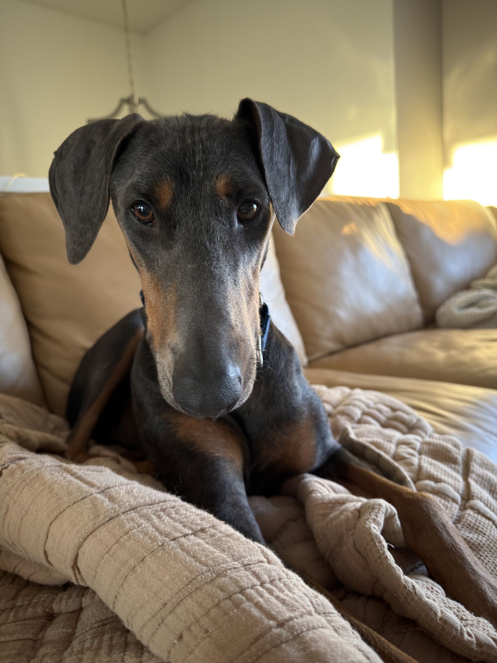 Bruno Image