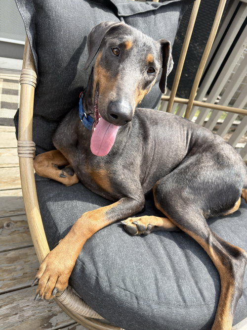 picture of the dog needing adoption