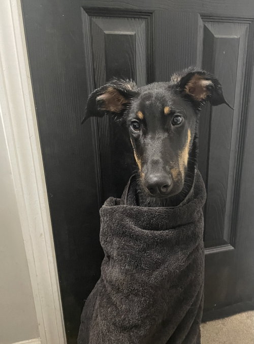 Griffin, an adoptable Doberman Pinscher in Minneaoplis, MN