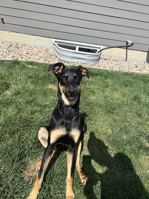 Griffin, an adoptable Doberman Pinscher in Minneaoplis, MN