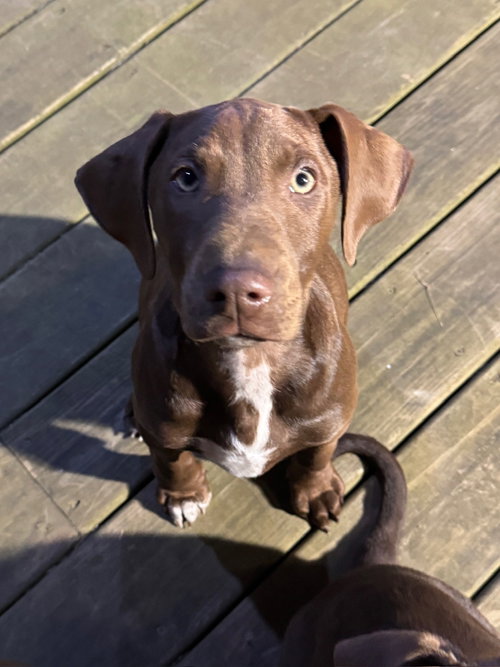 Peaches, an adoptable Doberman Pinscher in Minneaoplis, MN